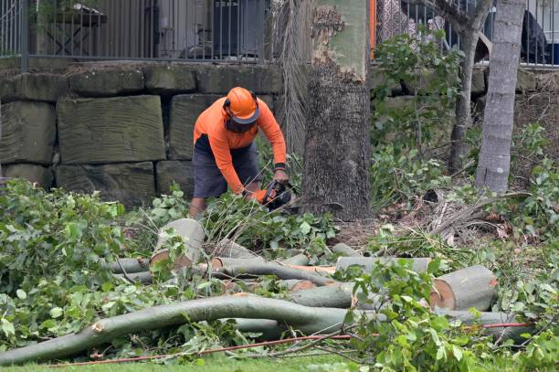 Tree and Shrub Care in Henderson, LA